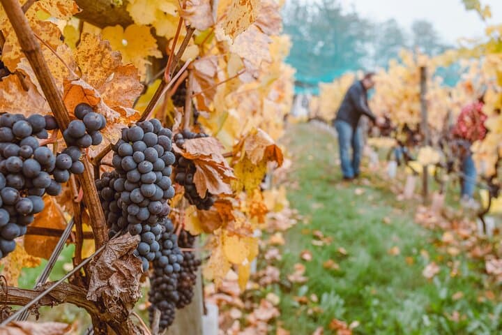 Private Vienna to Prague Transfer with Mikulov Winery