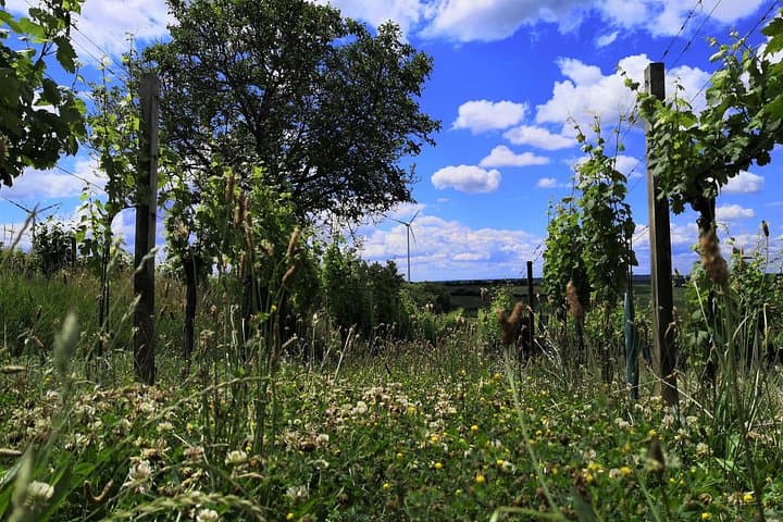 Wine garden hike with wine tasting in Hohenruppersdorf