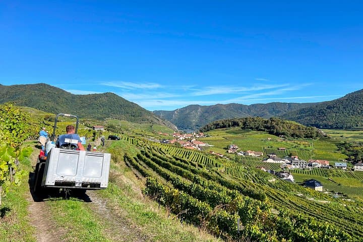 Wachau Vineyard Walk