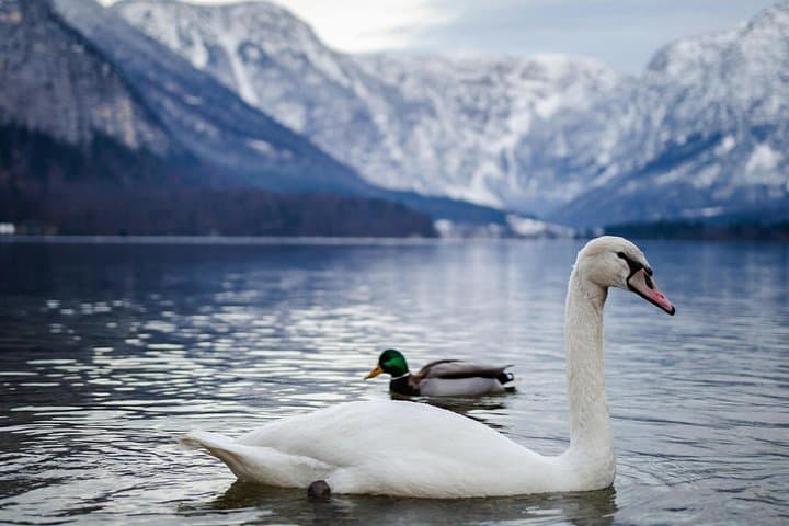 Private Full Day Guided Tour To Hallstatt