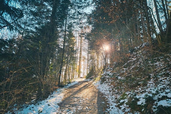 Discover the beauty of the Austrian woods.