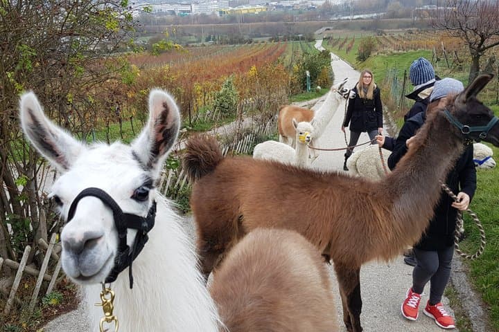 Alpaca and Lama Private Exclusive hike Mödling near Vienna