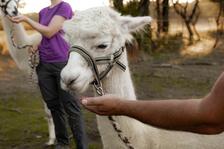 Alpaca and Lama Private Exclusive hike Mödling near Vienna