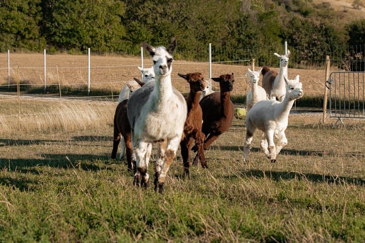 Alpaca and Lama Private Exclusive hike Mödling near Vienna