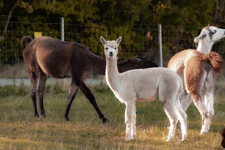 Alpaca and Lama Private Exclusive hike Mödling near Vienna